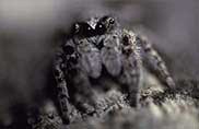 Spiders Spiders